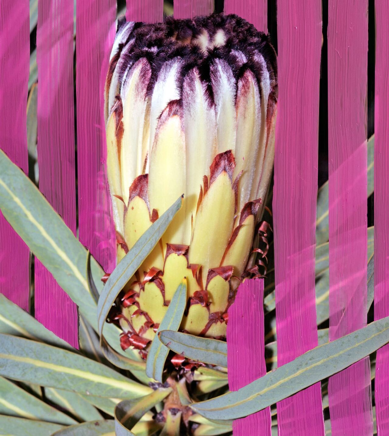Inflorescence Byredo image 0