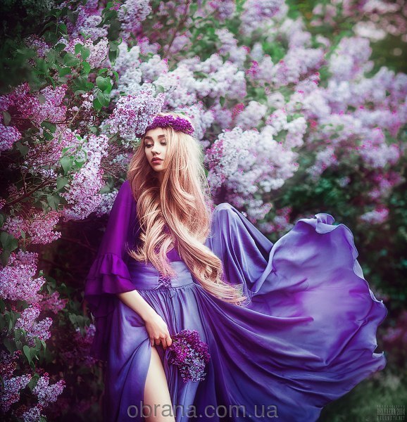 Lilac Roja Dove image 0