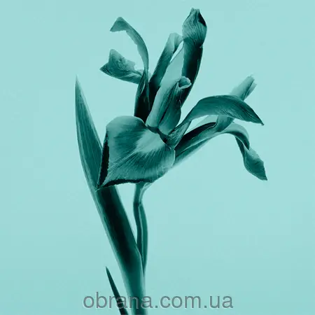 Tiffany Intense Tiffany&Co image 0