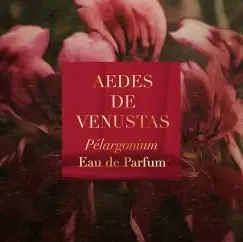 Pelargonium Aedes de Venustas