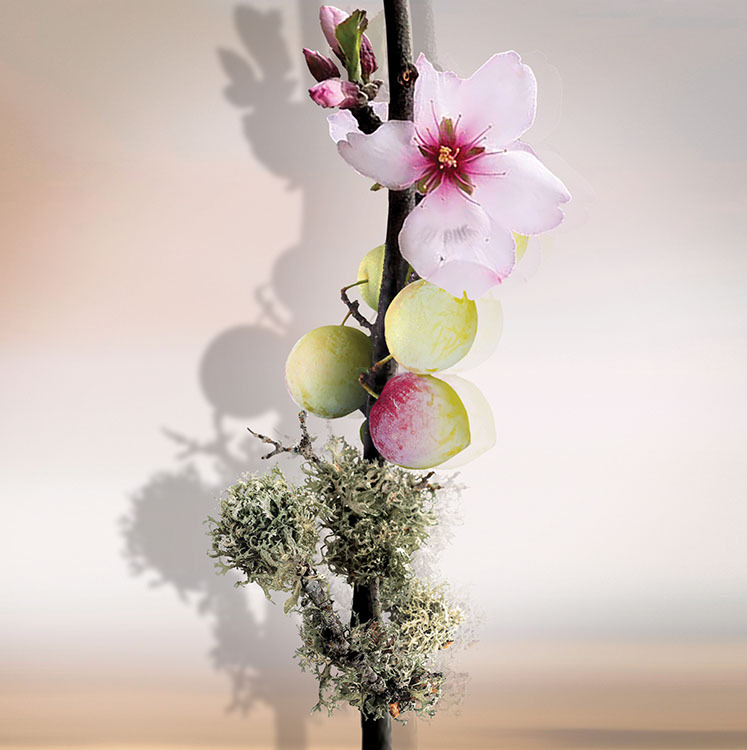Ume Keiko Mecheri image 0