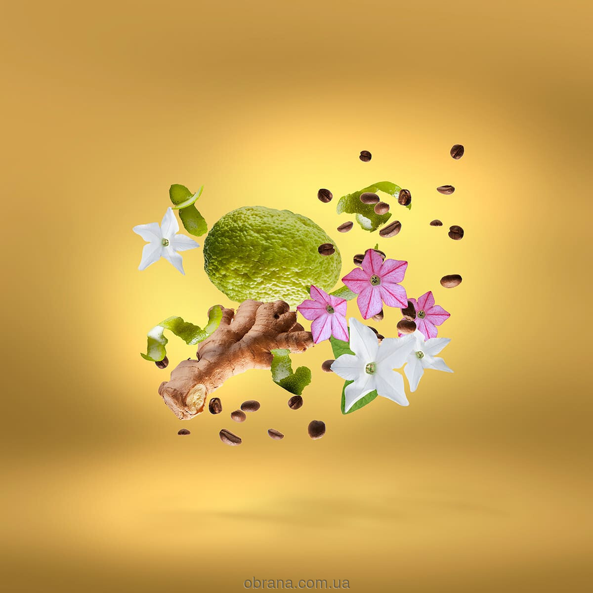 Shooting Stars Uden Overdose Xerjoff image 0