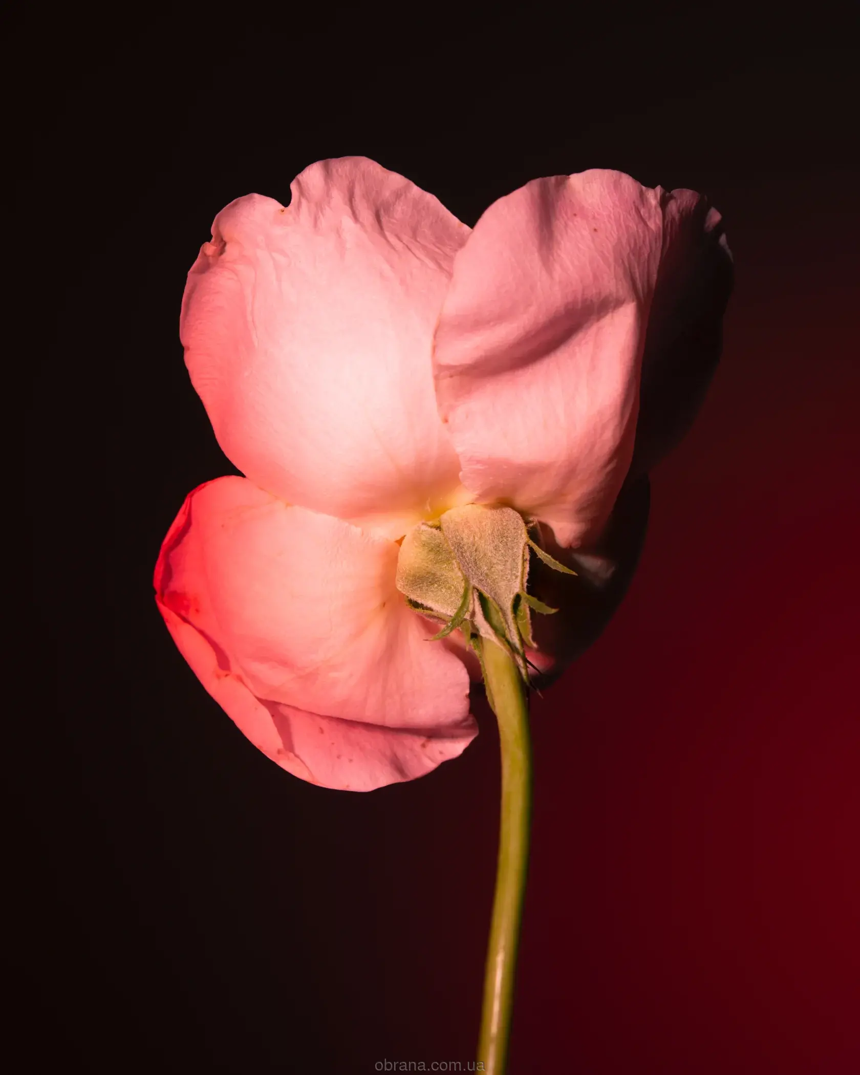 Tabac Rose BDK Parfums image 0