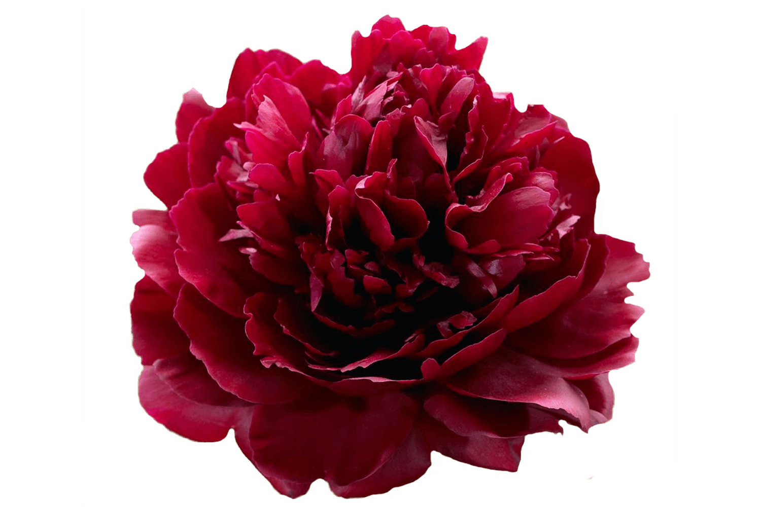 Снятость Aqua Allegoria Pivoine Magnifica Guerlain image 0