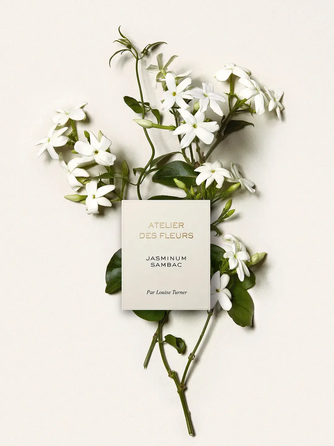 Atelier Des Fleurs Jasminum Sambac Chloé image 0