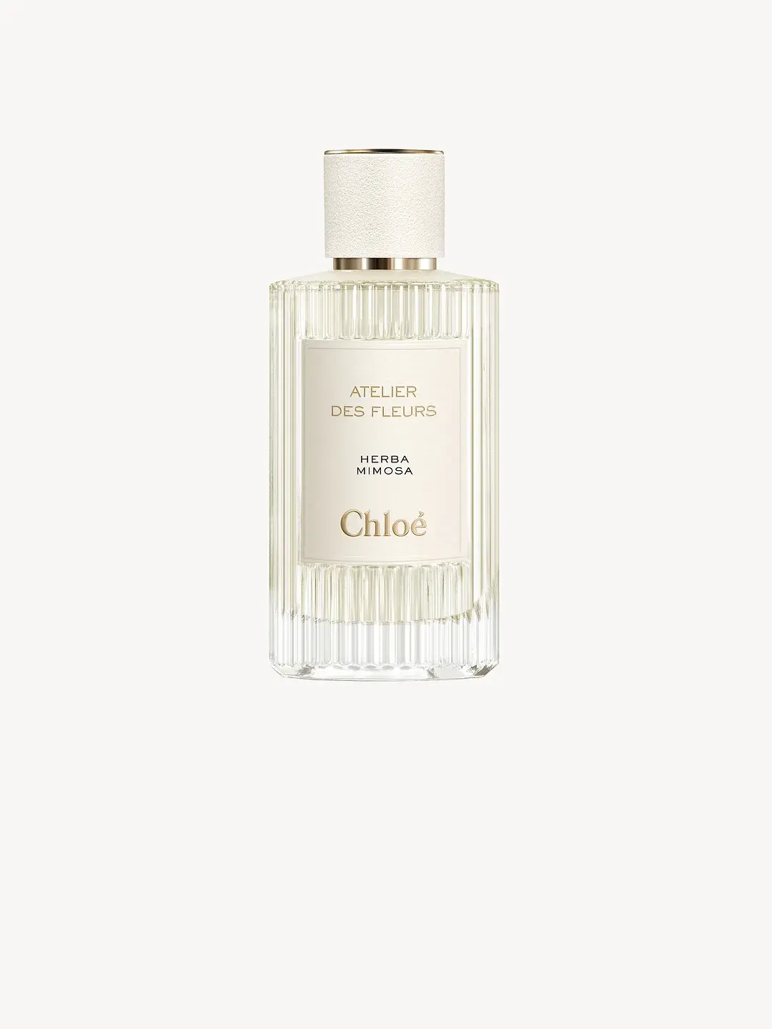 Atelier Des Fleurs Herba Mimosa Chloé image 0