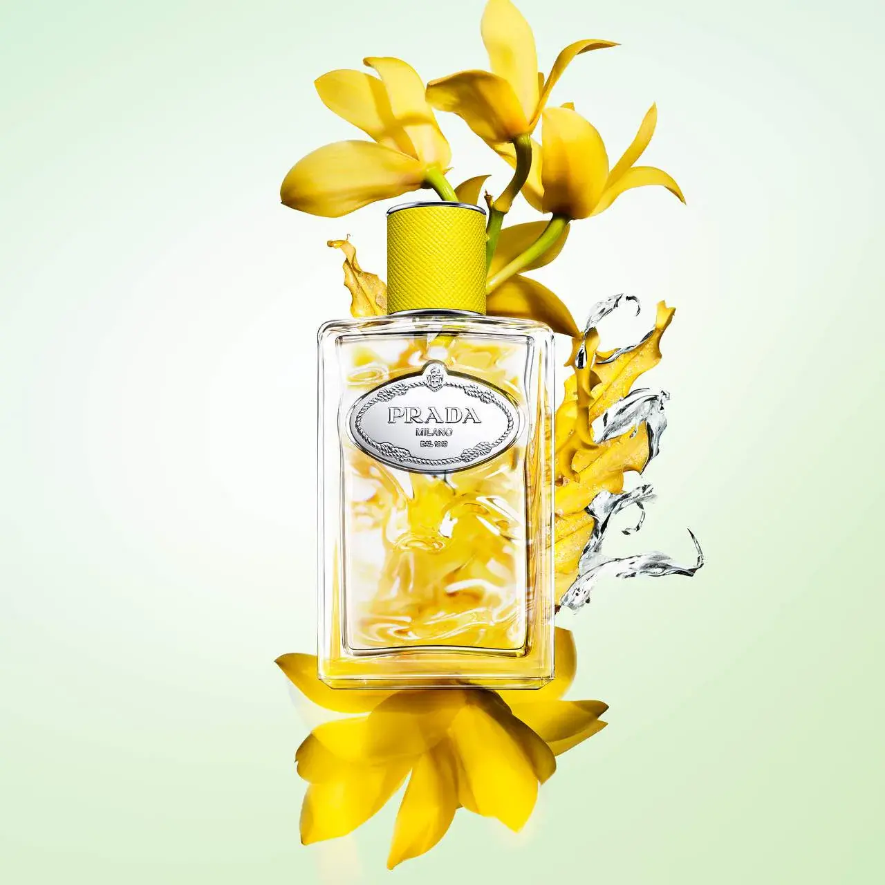 Infusion de Mimosa Prada