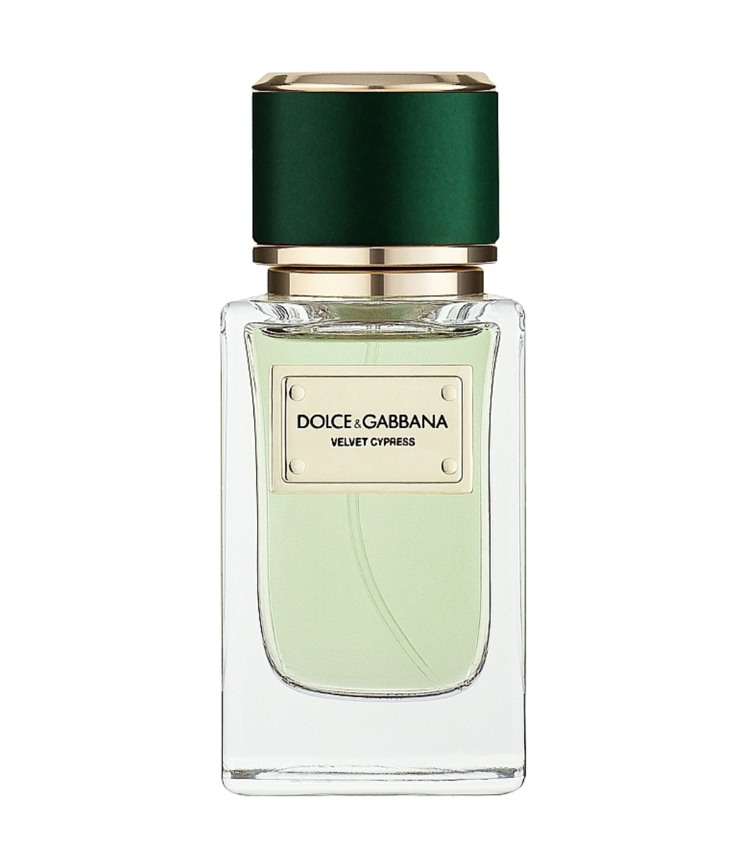 Velvet Cypress Dolce and Gabbana
