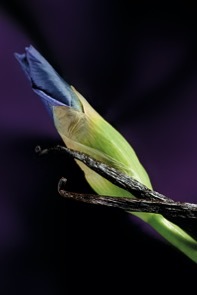 Iris Malikhân Maison Crivelli image 0