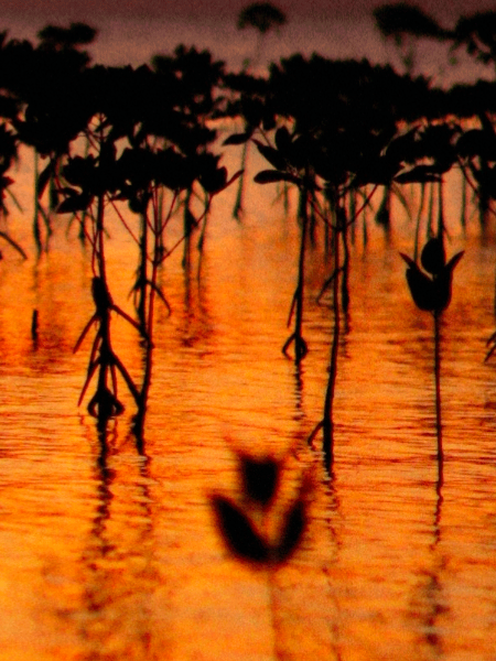 Oud Maracujá Maison Crivelli image 0