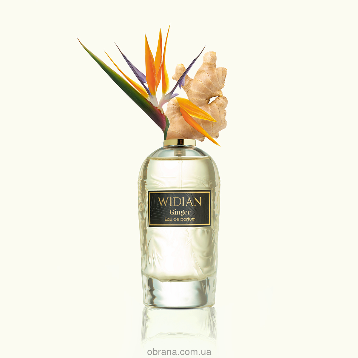 Rose Arabia Ginger WIDIAN